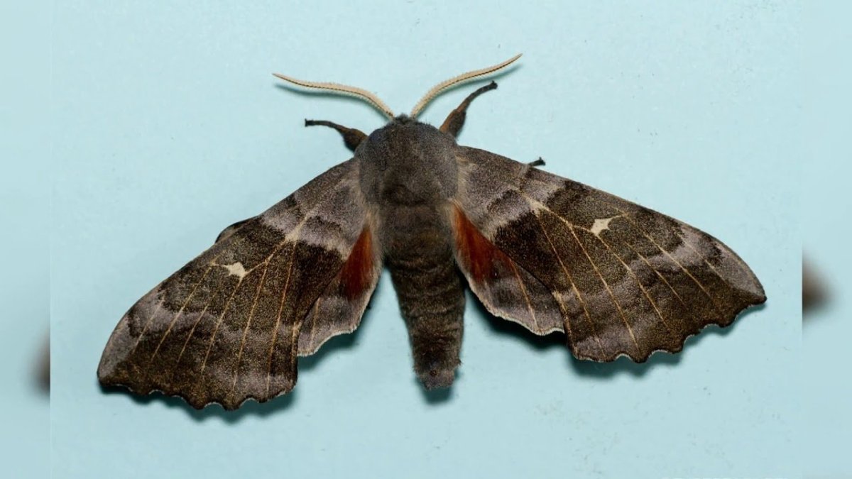 Poplar Hawk Moth