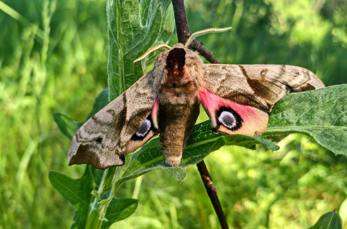Ночные бабочки России