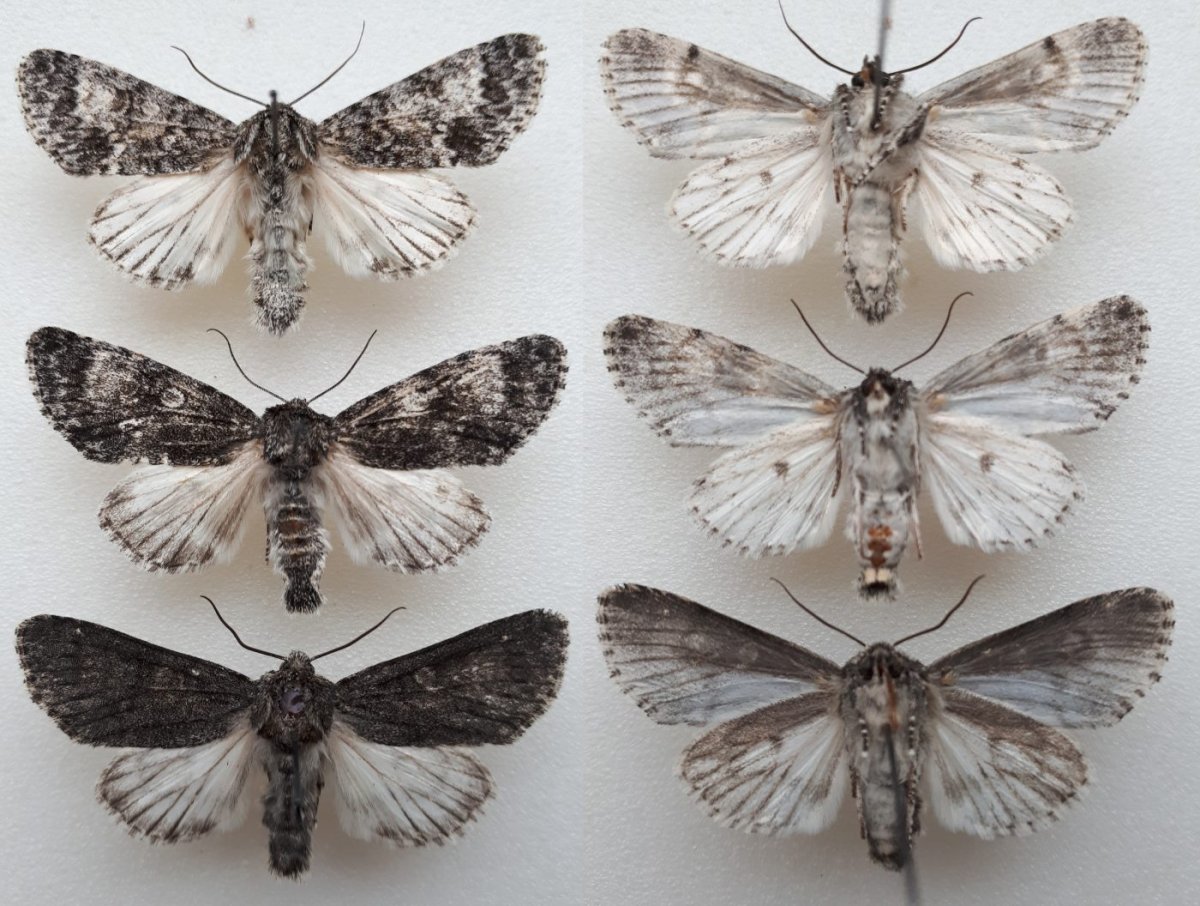 Ночные бабочки Подмосковья определитель