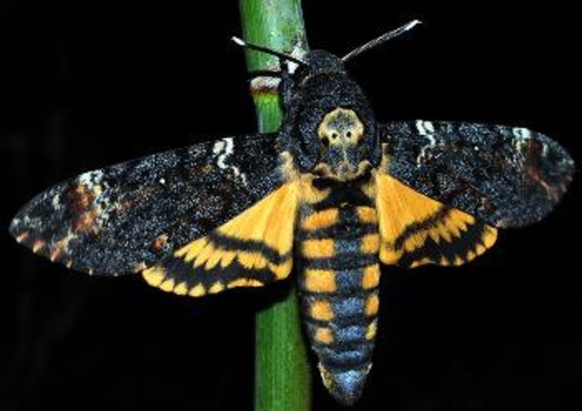 Мотылек Бражник мертвая голова