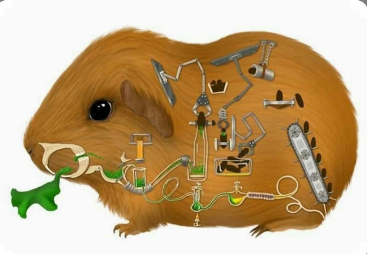 Строение морской свинки