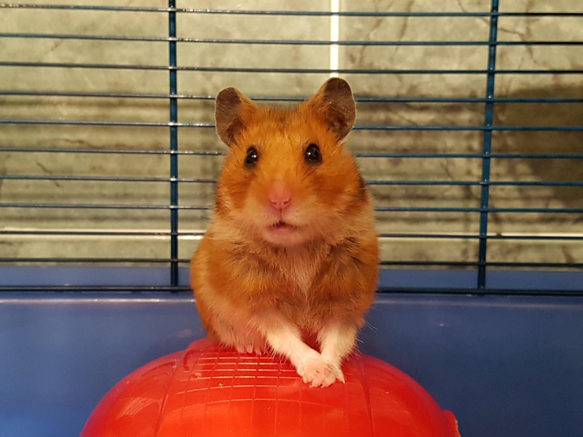 Большой хомяк