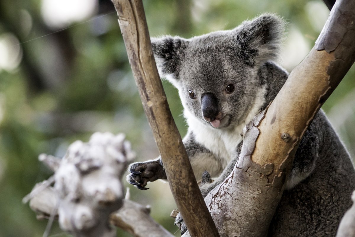 Енот грустит