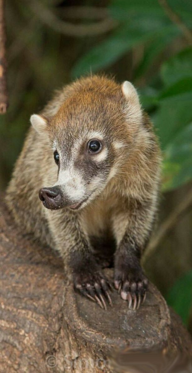 Phascolarctos cinereus