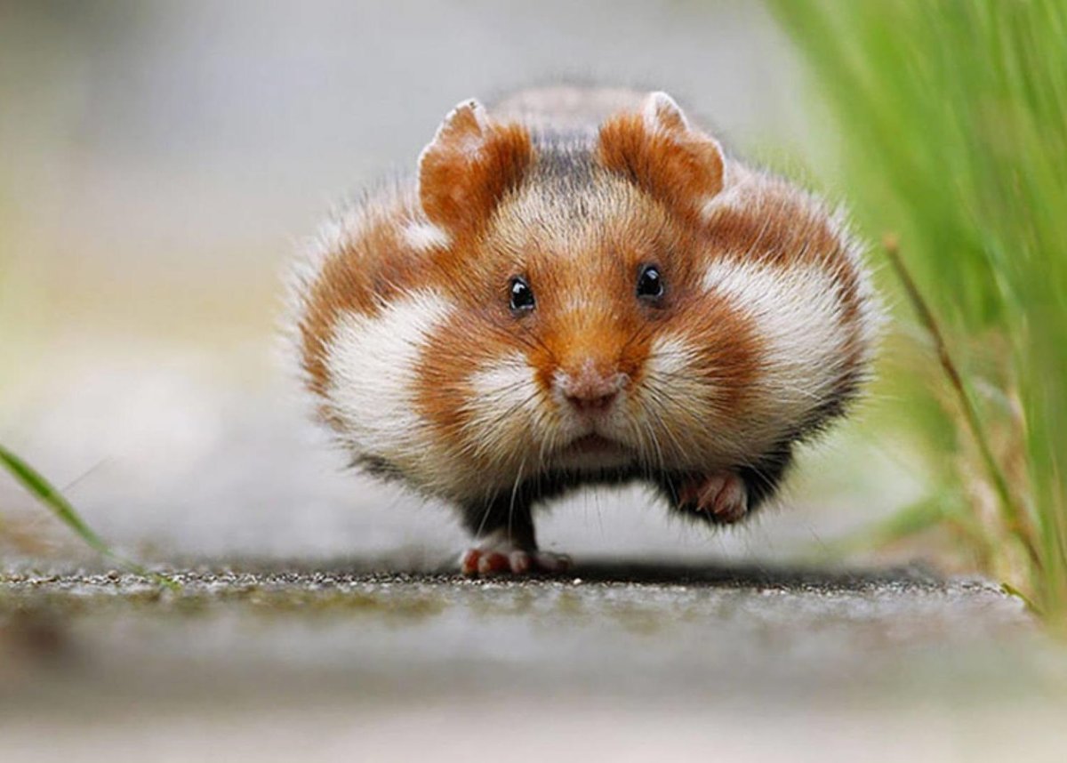 Карликовый хомячок Тейлора
