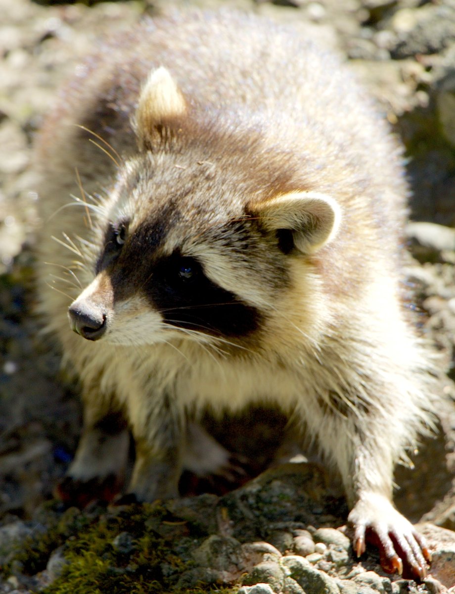 Бронзовая сумчатая куница