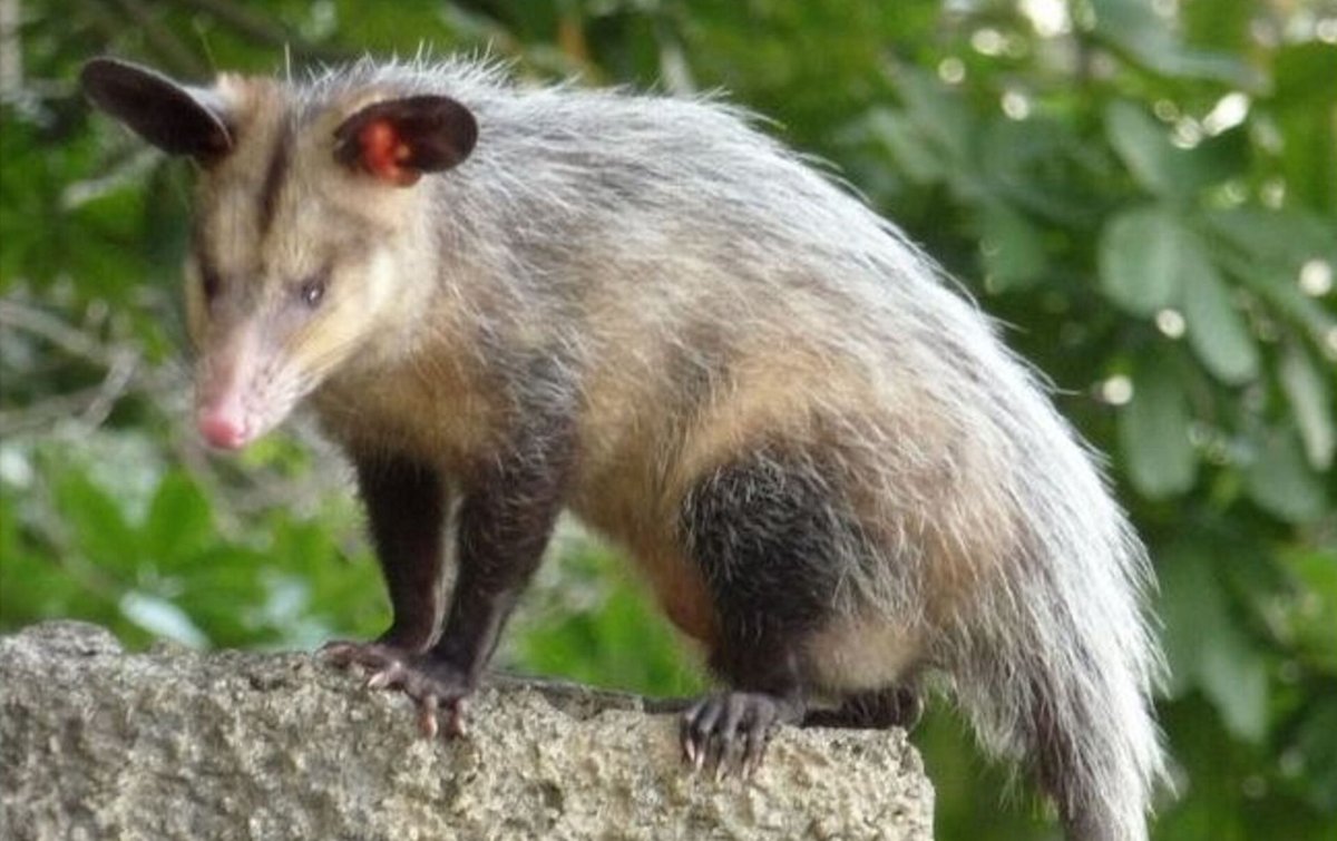 Мадагаскарский опоссум