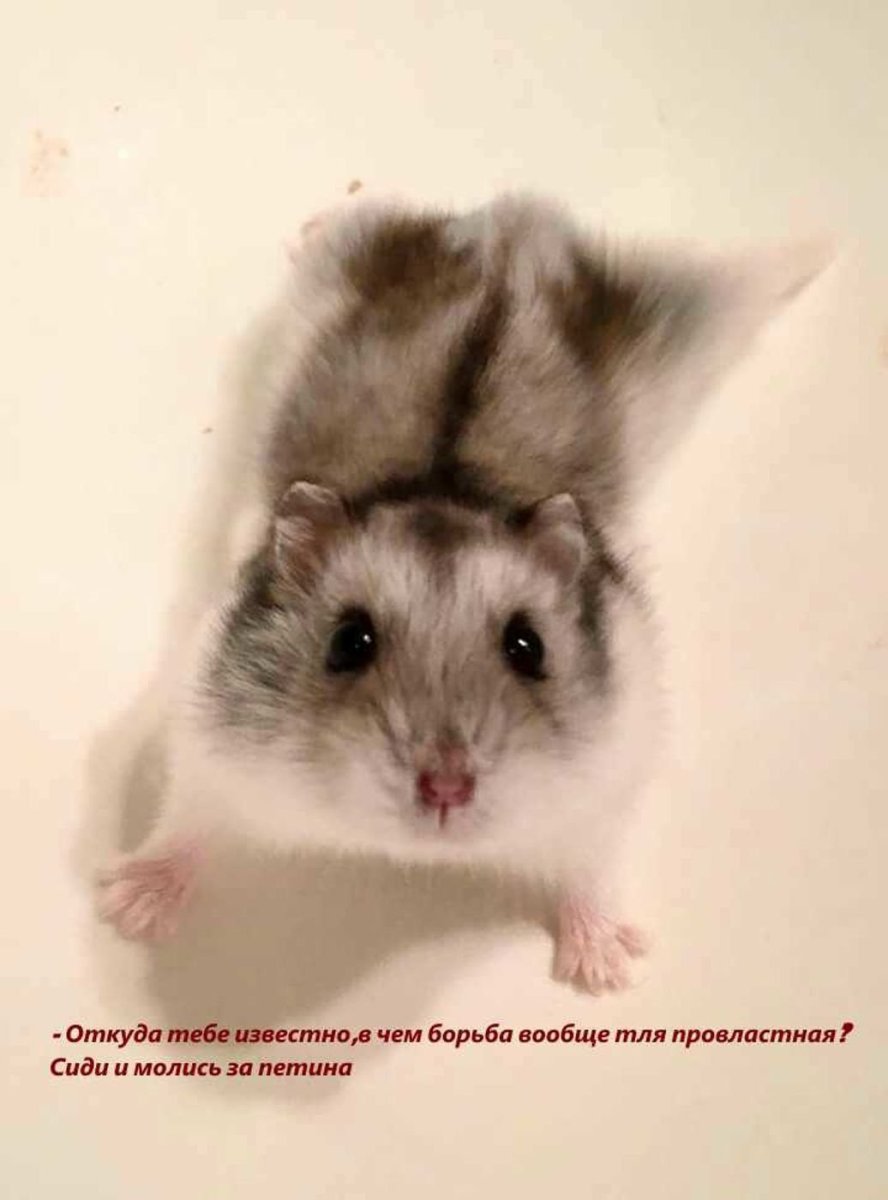 Листоухий хомячок Дарвина