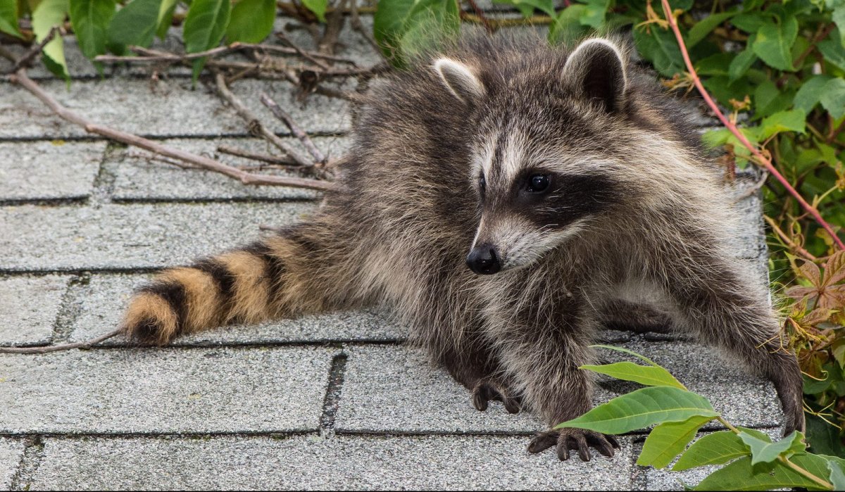 Light Gray Raccoon