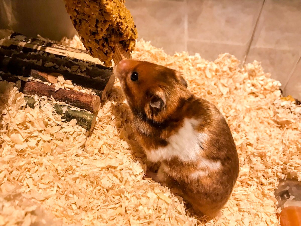 Оцепенение у хомяка