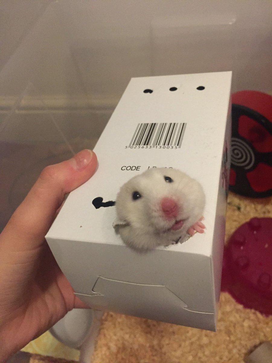 Хомяк с айфоном