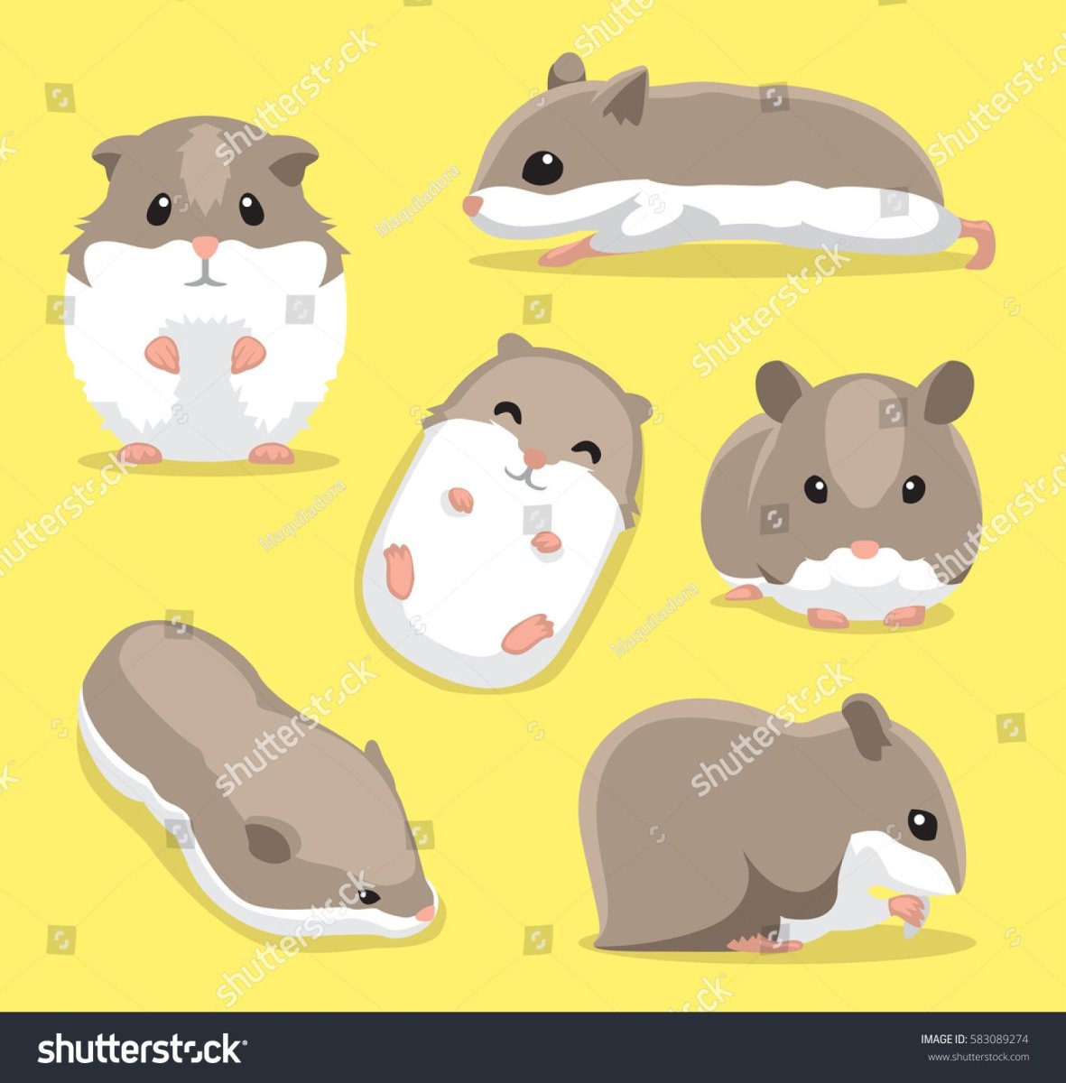 Хомяк сзади