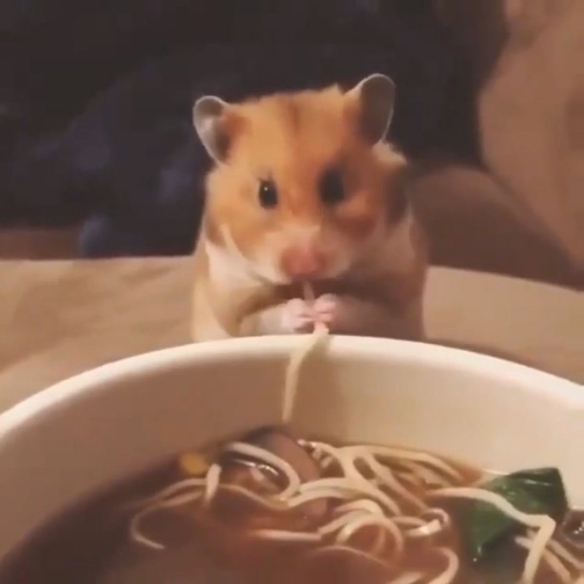Хомяк ест макароны