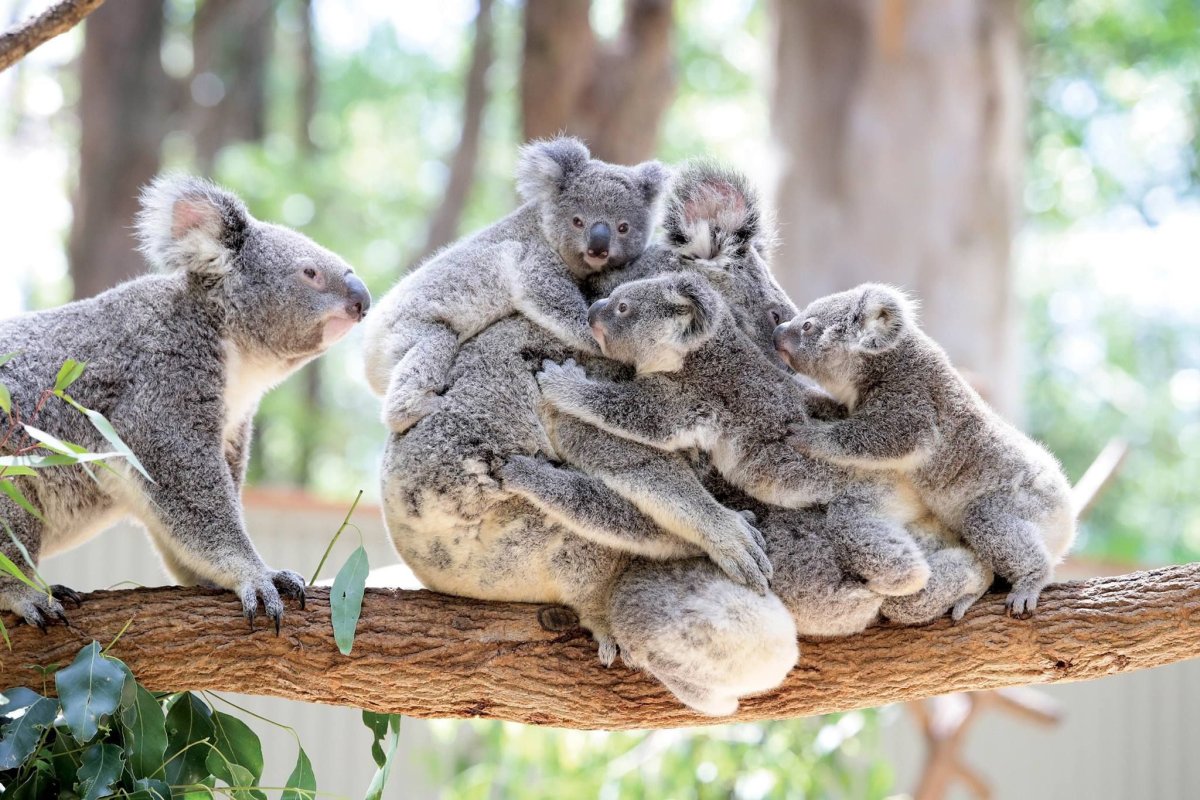 Шерстоносый вомбат