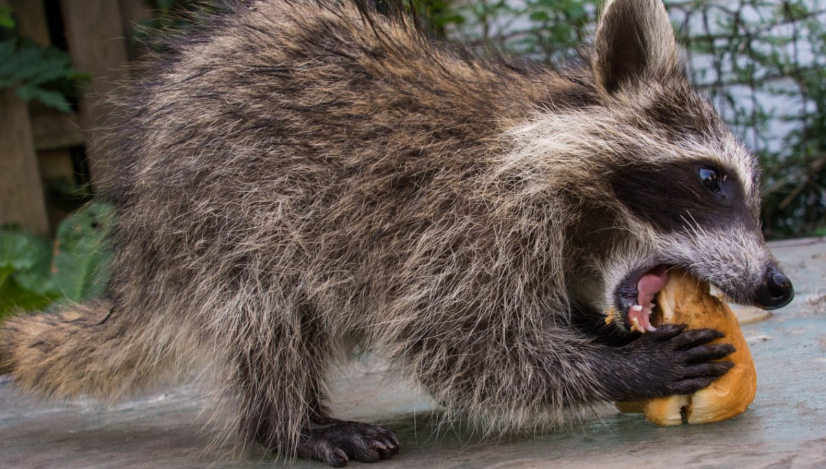 Голодный енот фото