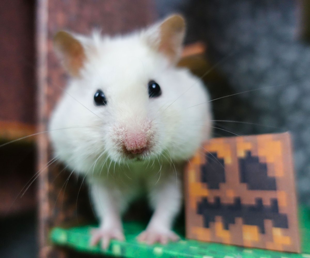 Хомяк математика