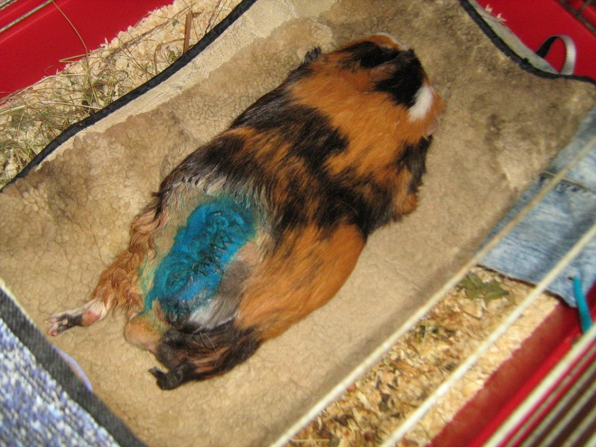 Беременность морской свинки