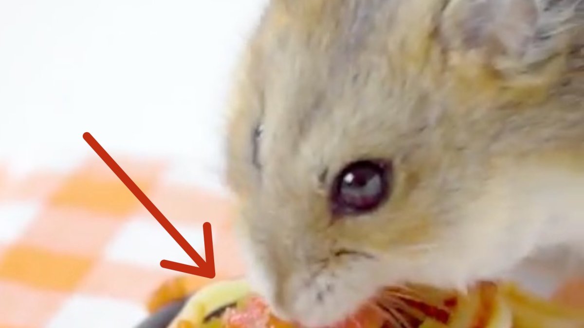 Краб хомяка