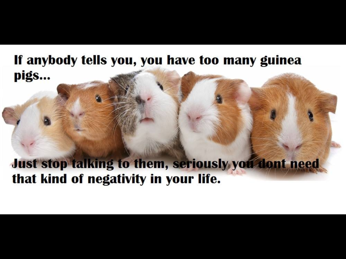 We are all just Pigs