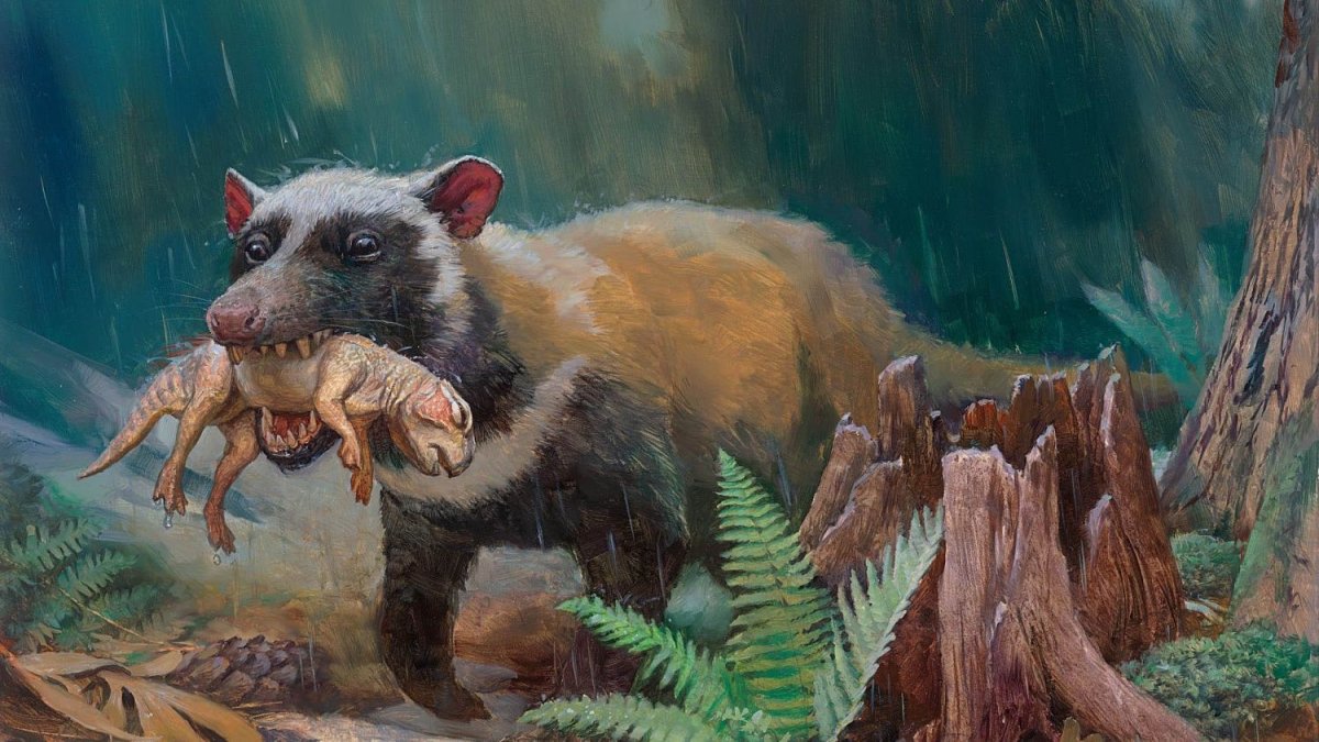 Енот и коала