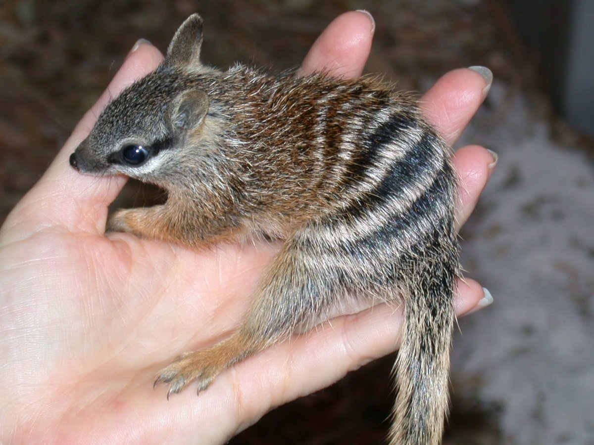 Сумчатый енот