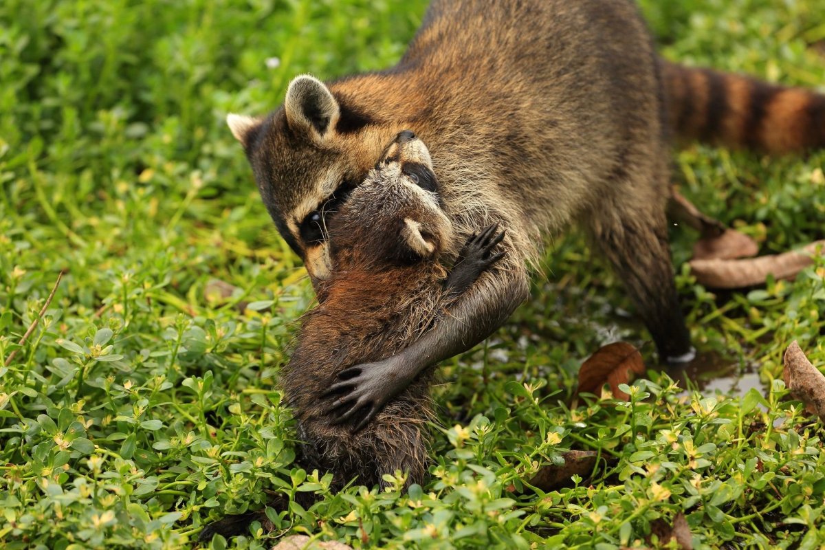 Опоссум с детенышами