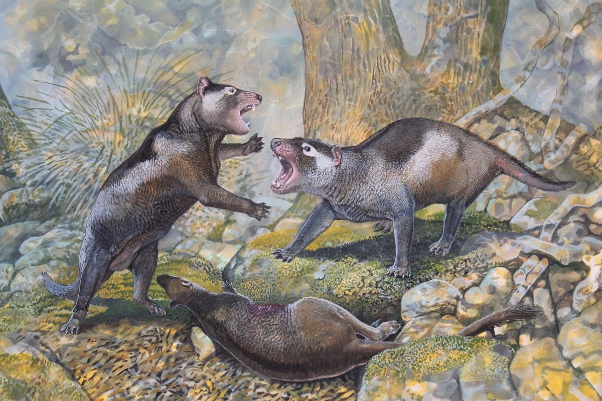 Сумчатый опоссум с детенышами