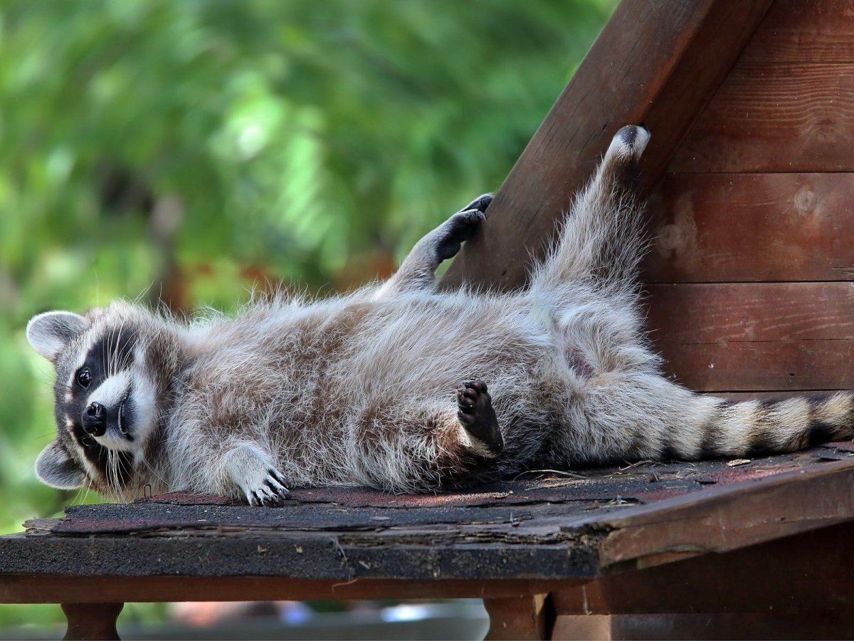 Енот полоскун детеныш