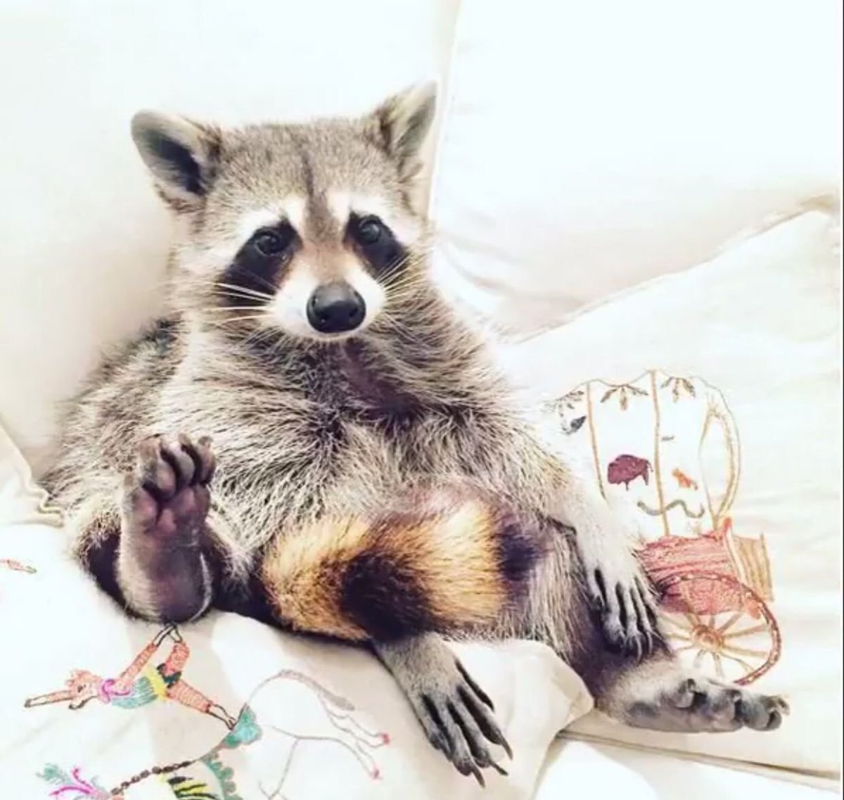 Сумчатые кенгуру