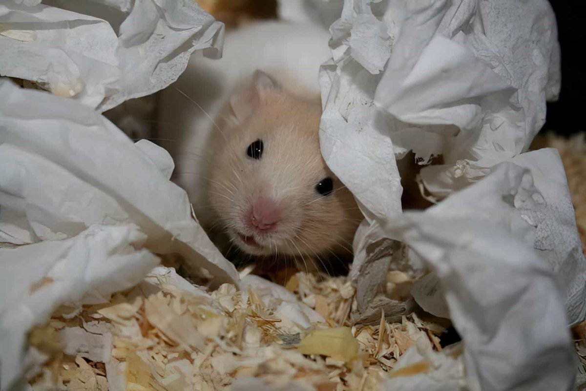 Могила хомяка