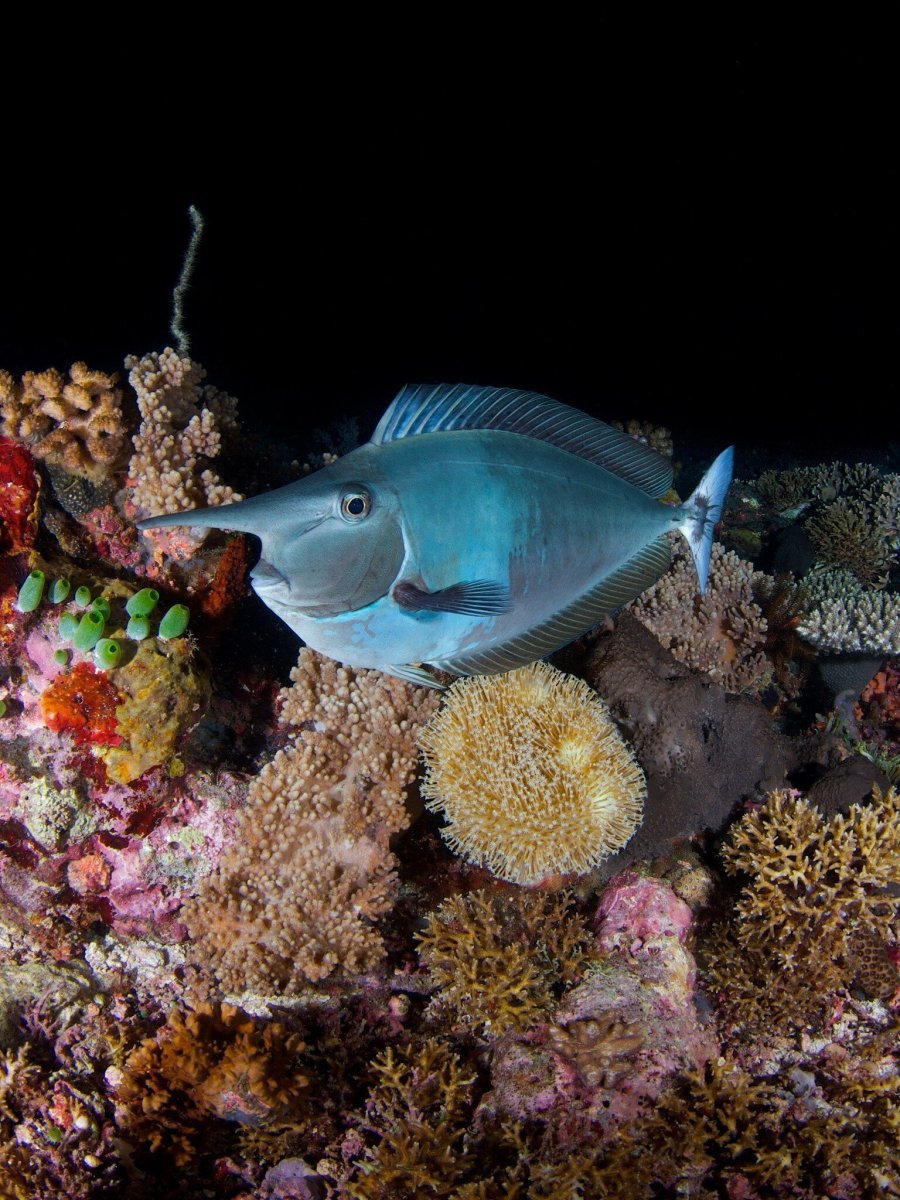 Рыба флейта