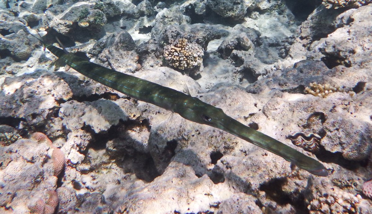 Синепятнистый Скат-хвостокол