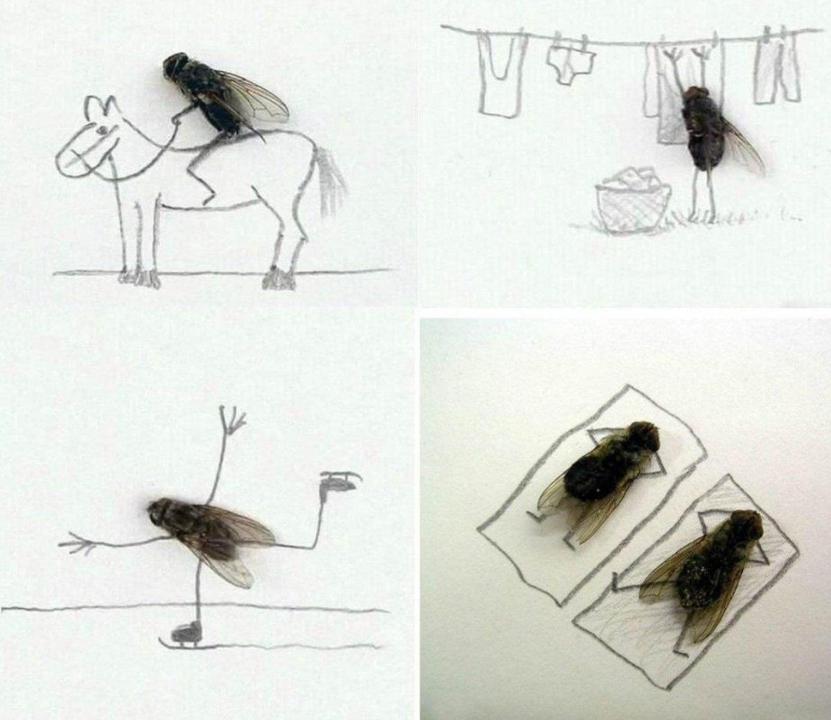 Муха с гитарой