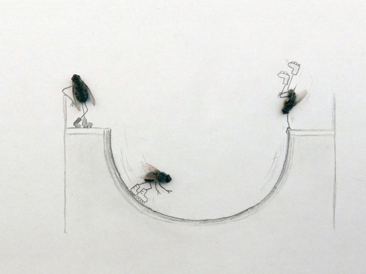 Муха сидит на стене