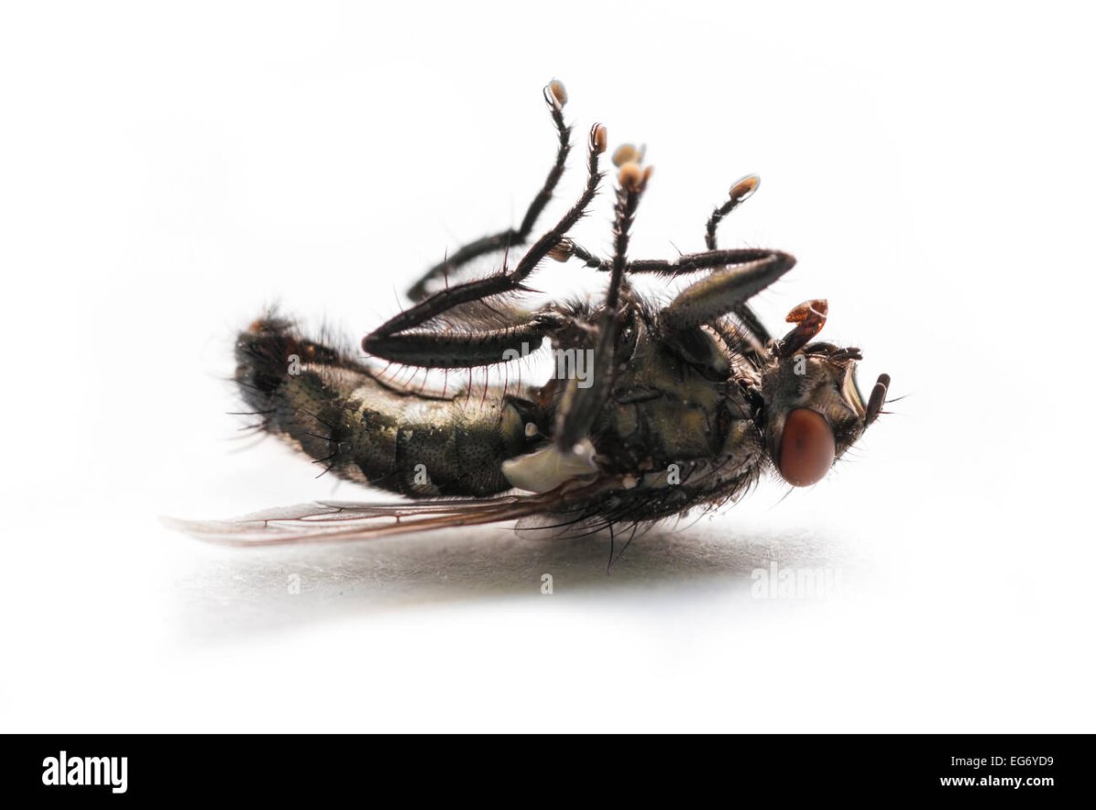Дохлая Муха на белом фоне