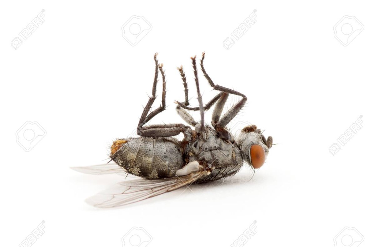 Мертвые мухи на прозрачном фоне