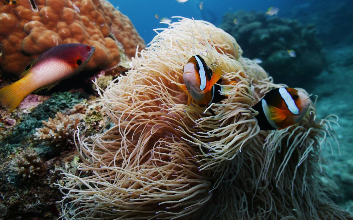 Рыбы красного моря таблица