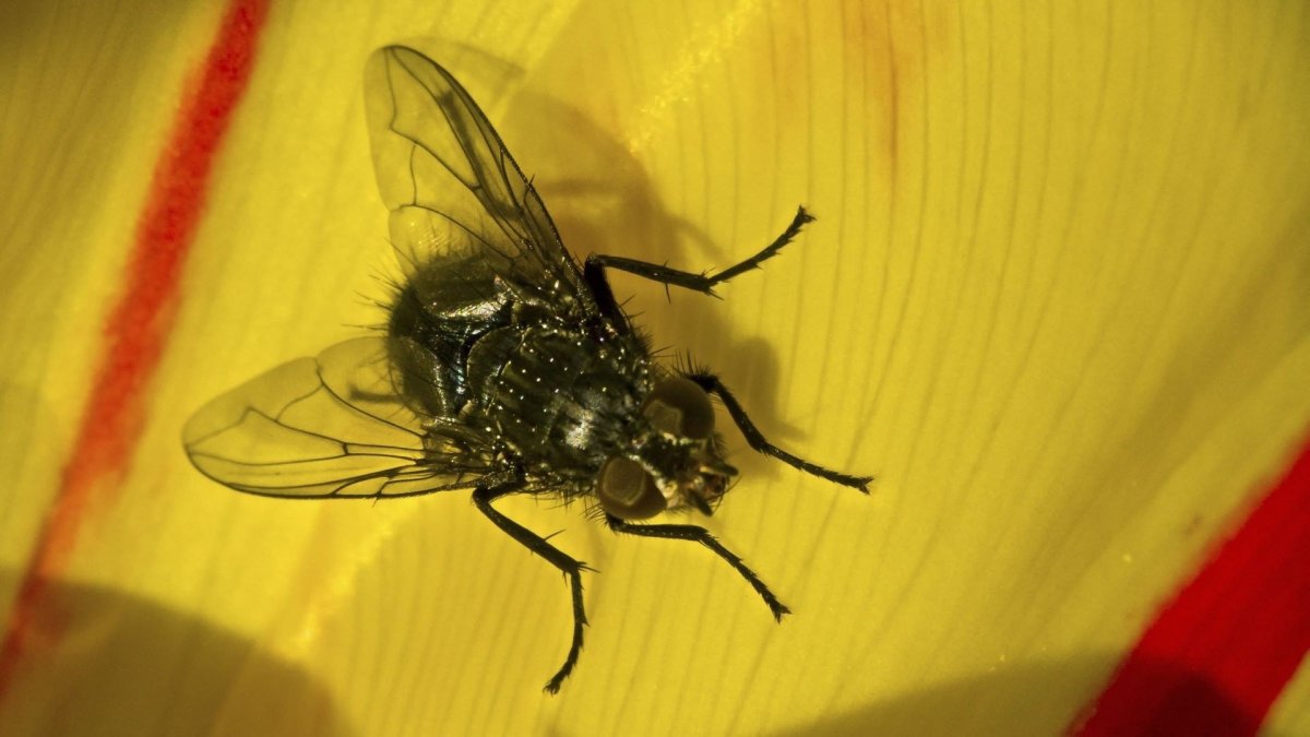 Муха на столе