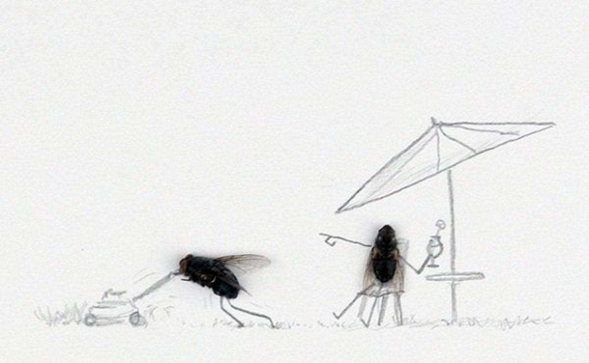 Насекомые впадающие в Анабиоз