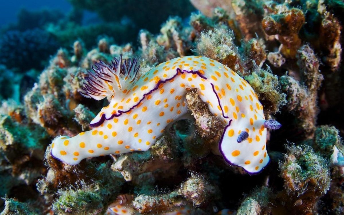 Медузы Адриатического моря