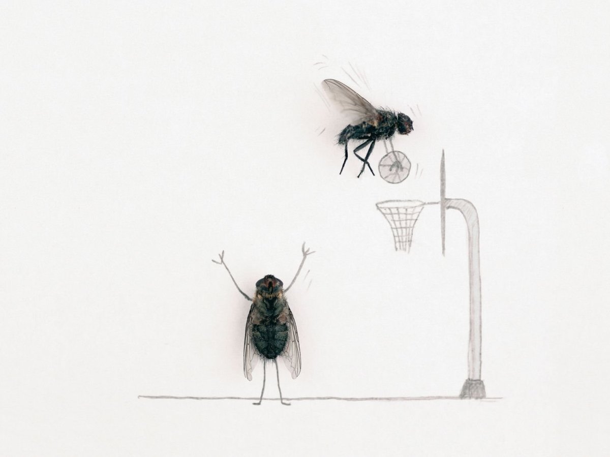 Magnus Muhr и его мухи.