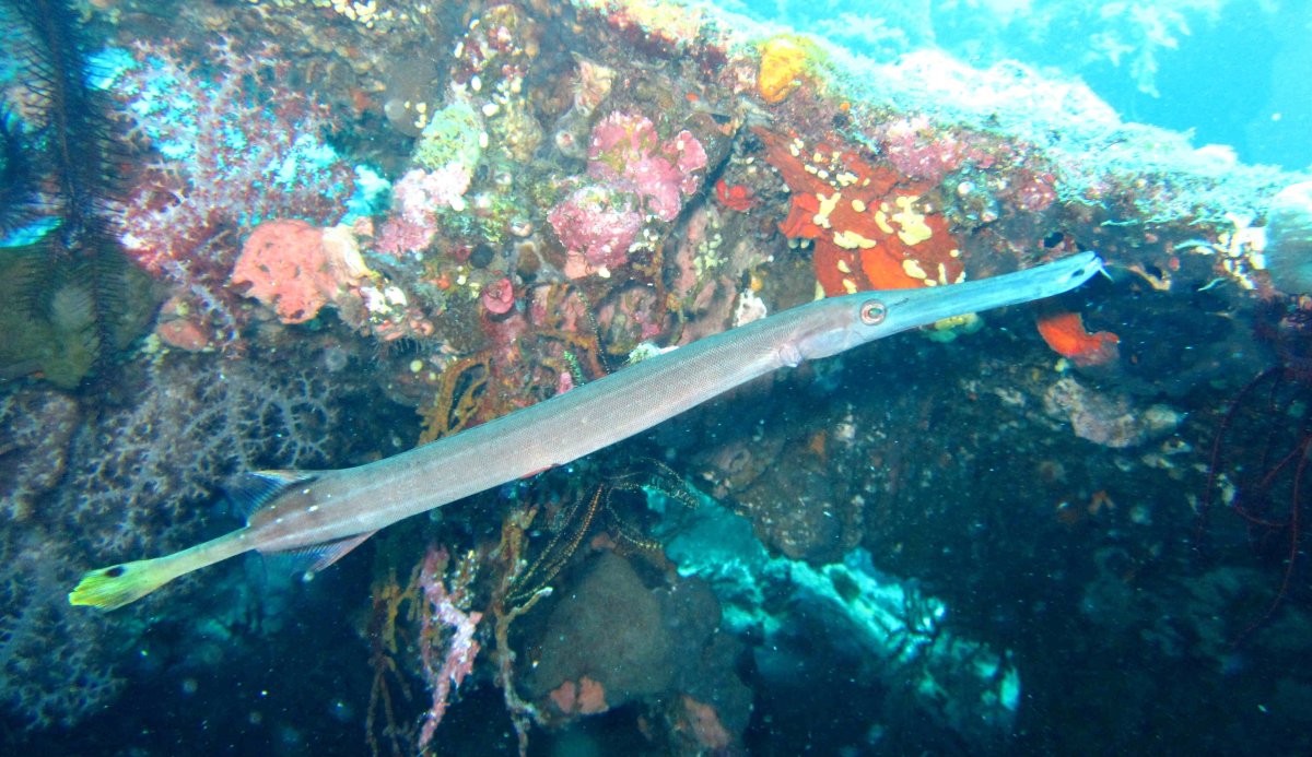 Глубоководные рыбы