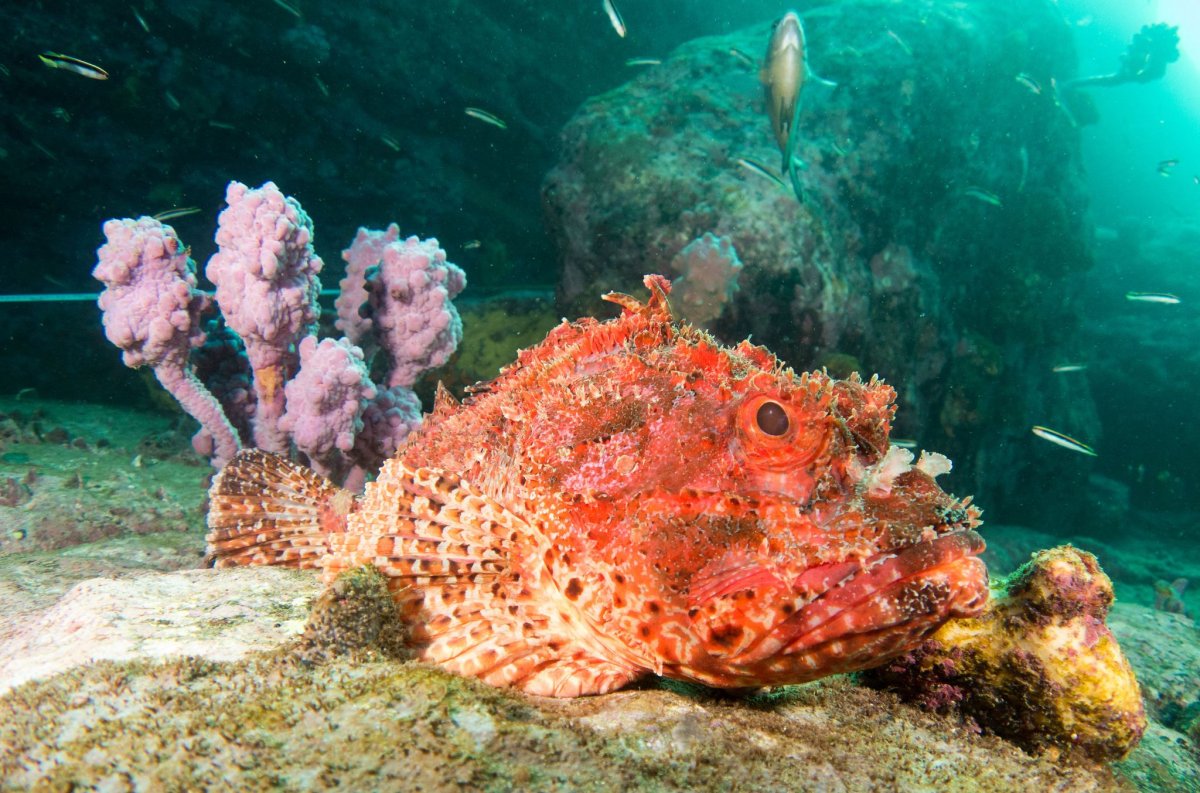 Aulostomus chinensis