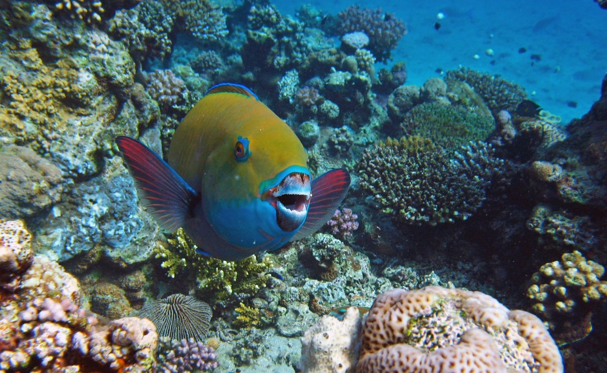 Красное море подводный мир с панорамой