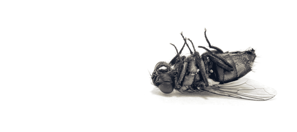 Муха плачет