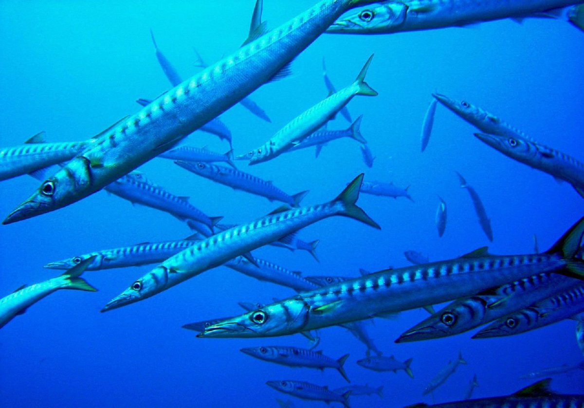 Рыба крылатка в Красном море