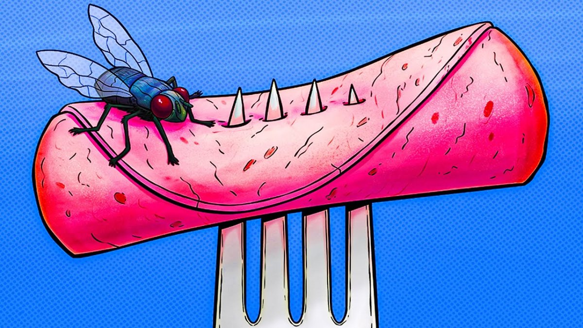 Дохлая Муха на белом фоне