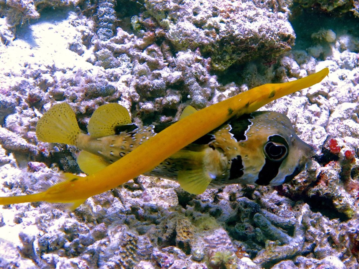 Рыба флейта красное море