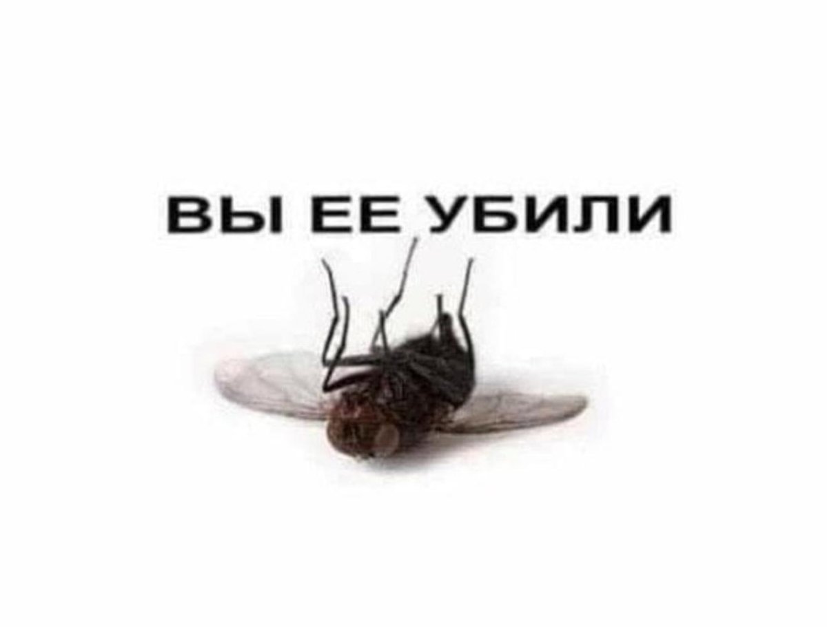 Муха прикольные картинки