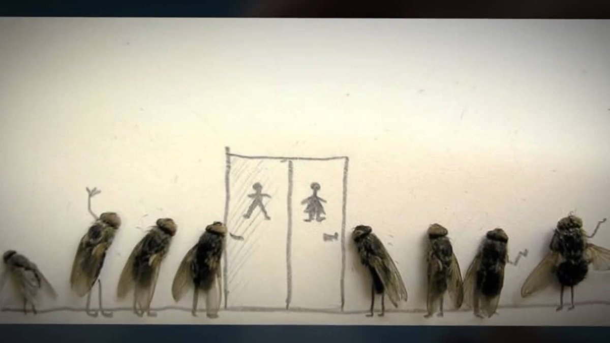 Картины из дохлых мух